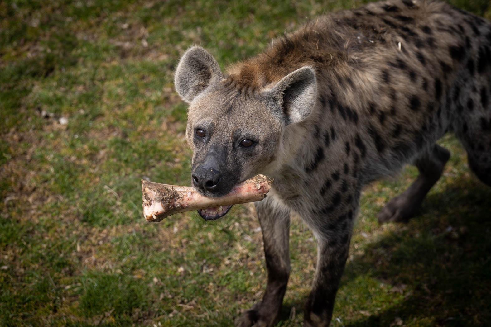 Columbus Zoo Animal Nutrition What to Feed a Hyena Columbus Zoo and